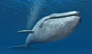 世界上最大的鲸是什么鲸呢 世界上最大的鲸